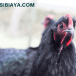 Cara Sukses Meraih Keuntungan dari Usaha Ternak Ayam Petelur
