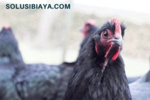 Cara Sukses Meraih Keuntungan dari Usaha Ternak Ayam Petelur