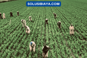 Mari Kita Menciptakan Peluang Usaha di Desa