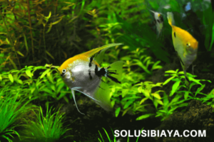Ternak Ikan Hias yang Menguntungkan (15 Jenis Ikan Paling Laku)
