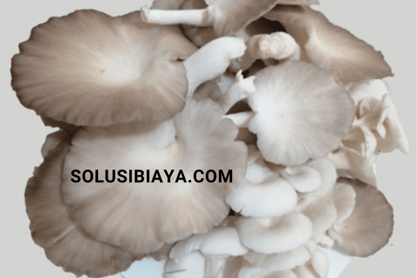 cara budidaya jamur tiram di rumah